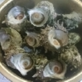 美味しく 簡単に サザエの茹で方 保存法 レシピ 作り方 By Tomato 楽天レシピ 美味しく 簡単に サザエの茹で方 保存法 レシピ 作り方 By Tomato 楽天レシピ